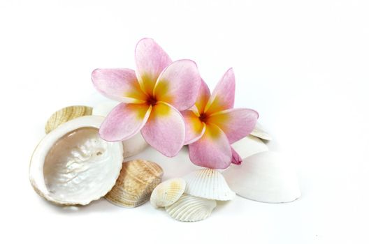 Plumeria flowers and sea shells isolated on white