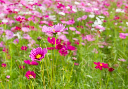 Field of pink cosmos flowers  in Thailand