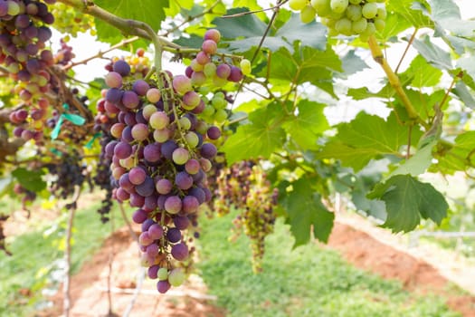 Red Grapes on the vine  in vineyard before harvest