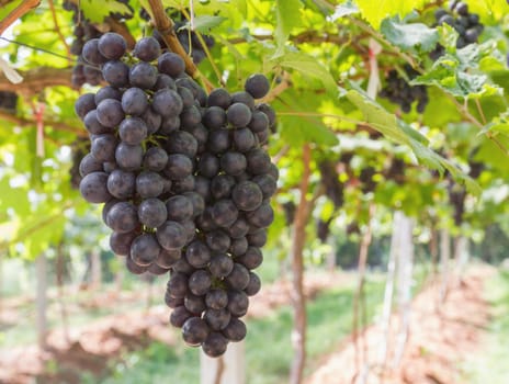 Red Grapes on the vine  in vineyard before harvest
