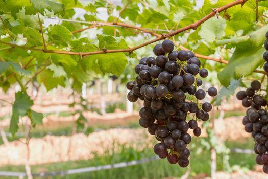 Red Grapes on the vine  in vineyard before harvest