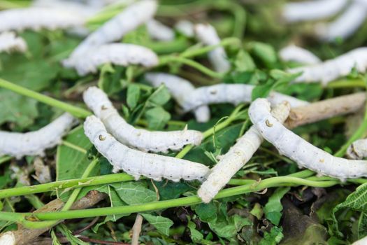 Close up Silkworm eating mulberry green leaf