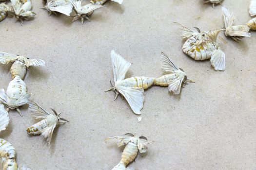 Silkworm butterflies mating for hybridize over brown paper