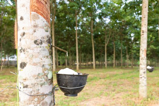 Close up of tapping latex from rubber tree in Thailand
