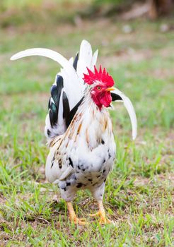 White Bantam  on grass in Countryside from thailand