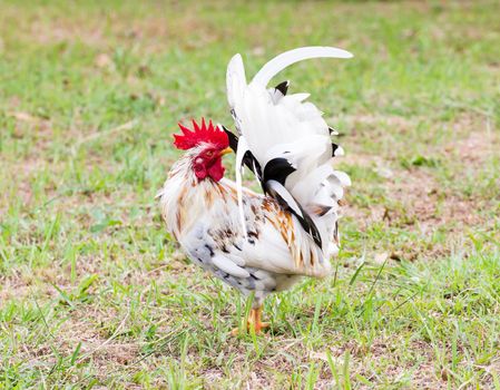 White Bantam  on grass in Countryside from thailand