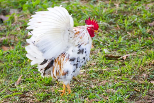 White Bantam  on grass in Countryside from thailand