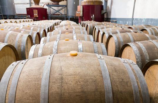 Wine cellar with the barrique barrels in wineries