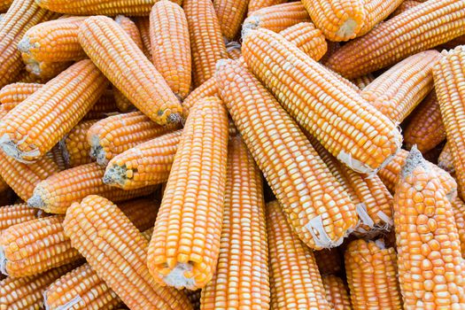Pile of yellow dried corns  for animal feeding