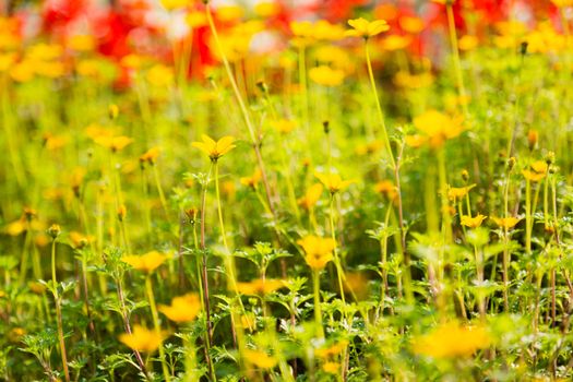 many yellow bidens flower on ground in garden