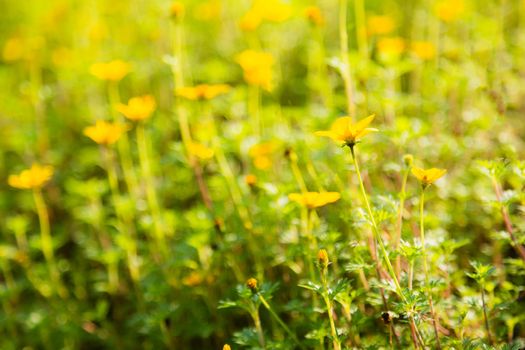 many yellow bidens flower on ground in garden