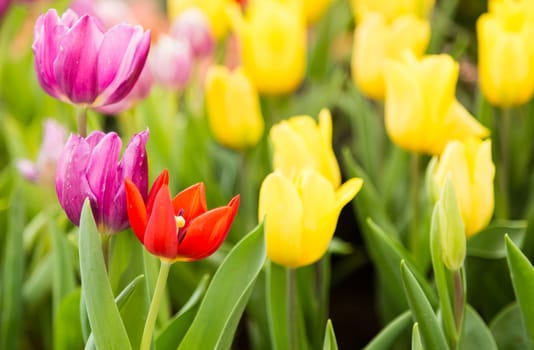 colorful tulips flower in garden