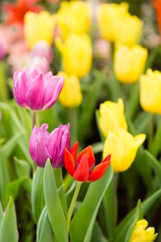 colorful tulips flower in garden