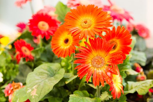 red gerbera flower in pot in garden