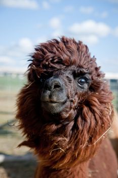 Head of a funny brown Alpaca