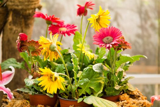 pink gerbera flower in pot in garden