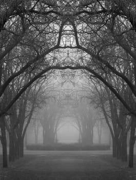 road in mysterious foggy park