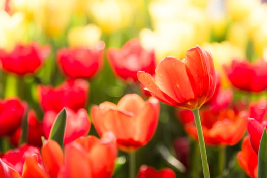many red tulip flower bloom in garden