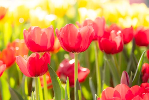 many red tulip flower bloom in garden