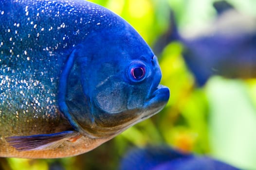 Detail of a blue Piraya Piranha