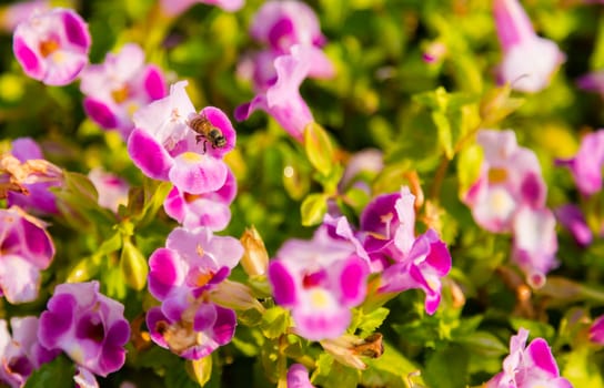 streptocarpus or torenia flower in garden with bee on leaf