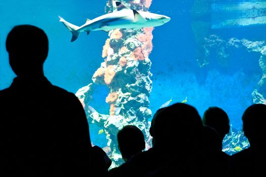 People looking on a Shark swimming in a Tank