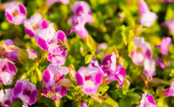 streptocarpus or torenia flower in garden with bee on leaf