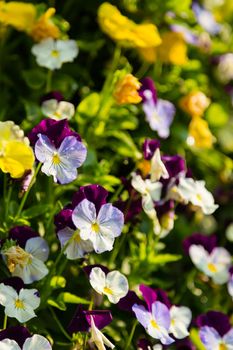 streptocarpus or torenia flower in garden with waterdrop on leaf