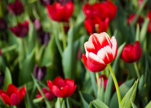 two tone tulip flower bloom in garden