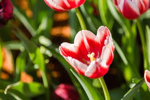 closeup two tone tulip flower bloom in garden