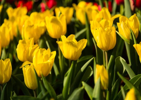 many yellow tulip in garden with green leaf