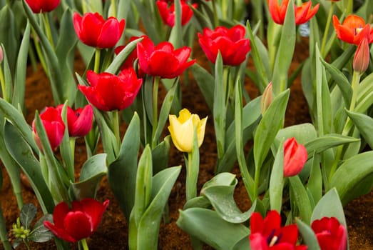 yellow tulips flower in the middle of red tulips flower in garden