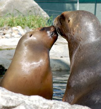 Two Harbour Seals in Love