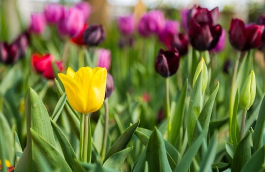 yellow tulip in garden with green leaf