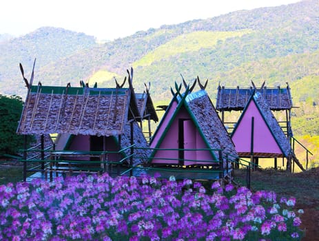 Cottage garden flowers on the Internet in Thailand