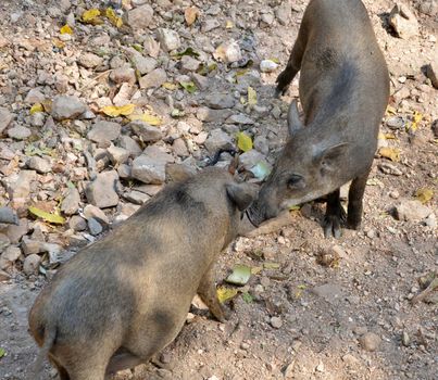 Wild boar brothers (Sus scrofa)