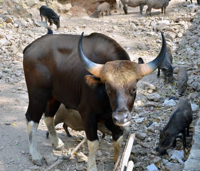Gaur. Jiant black bull and Wild boars (Sus scrofa) in the wild nature