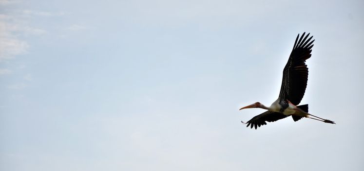 White stork flying in the sky 