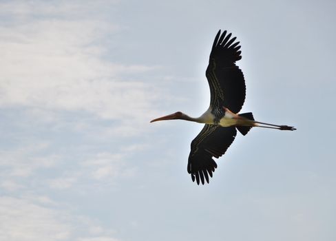 White stork flying in the sky