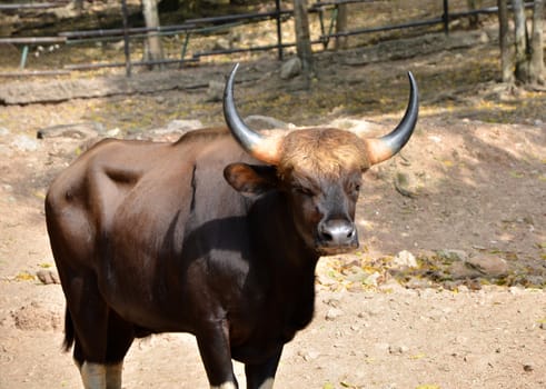 a photo of Gaur / bull 