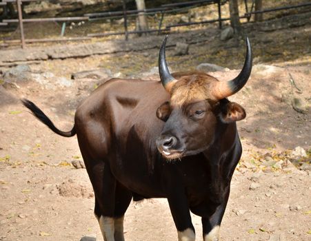Gaur. Jaint black bull in rainforest, Thailand. 