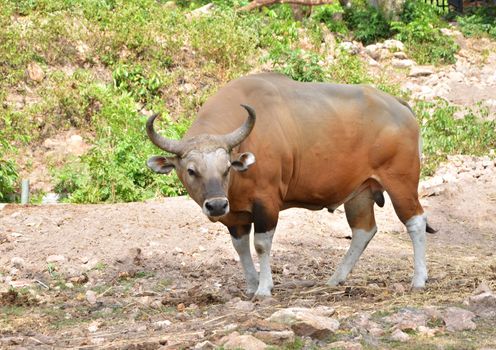 Banteng or Red Bull in rainforest of Thailand. 