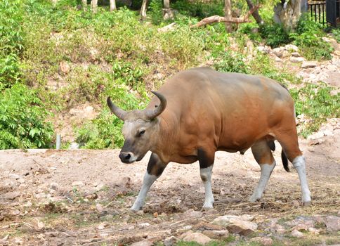 Banteng or Red Bull  in rainforest