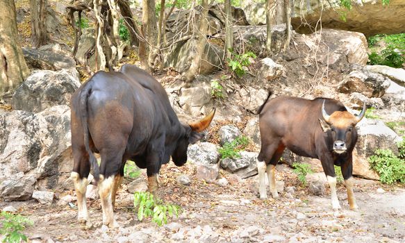 Gaur seladaing Bos gaurus in zoo thailand