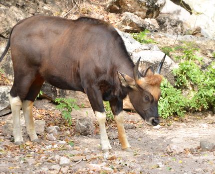 Gaur seladaing Bos gaurus in zoo thailand 