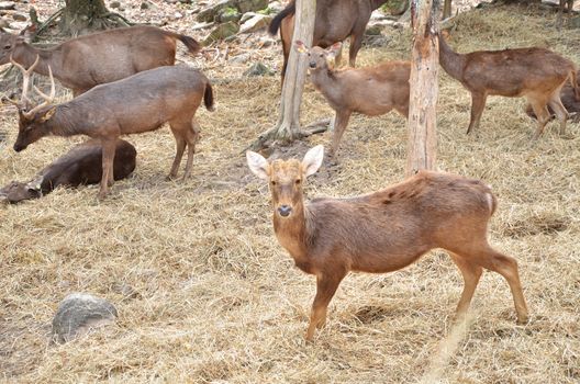 Sambar deer in forest at Khao Yai national park, Thailand 