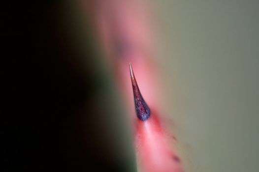 Closeup of a thorn of a spiky aloe leave