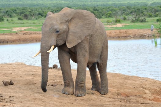 Elephant in the Addo Elephant National Park, South Africa