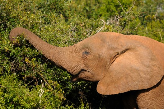 Elephant in the Addo Elephant National Park, South Africa
