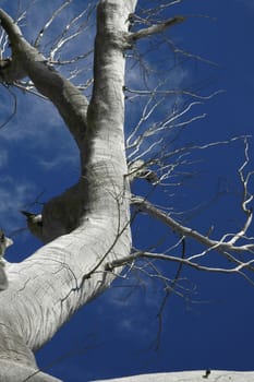 Tree and branches against the blue sky
